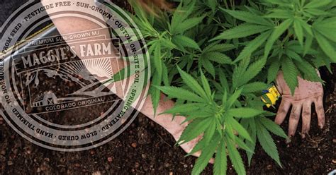 dispensary manitou springs co|Online Ordering